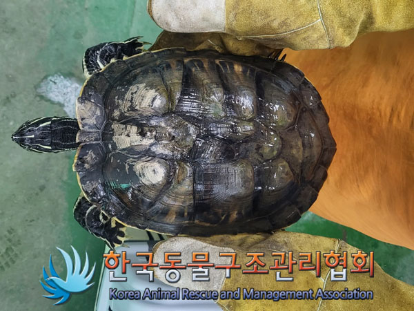 한국동물구조관리협회_441406202300919